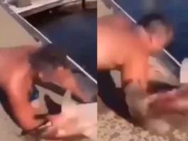 Animal Viral Video