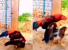 Animal Viral Video