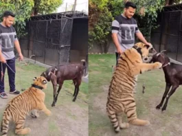 Animal Viral Video