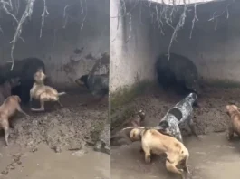Animal Viral Video