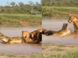Animal Viral Video