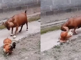 Animal Viral Video
