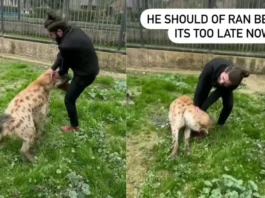 Animal Viral Video