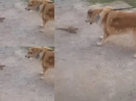 Animal Viral Video