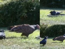 Animal Viral Video