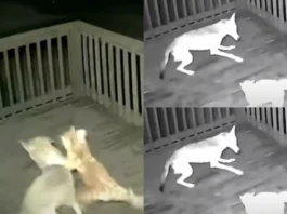 Animal Viral Video