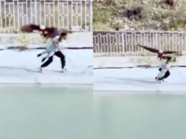 Animal Viral Video