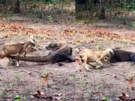 Animal Viral Video
