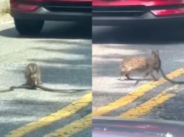 Animal Viral Video