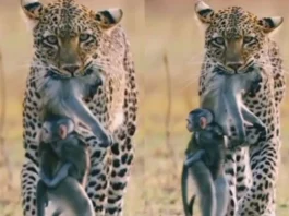 Animal Viral Video