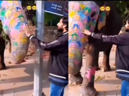 Animal Viral Video