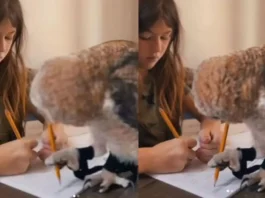 Animal Viral Video