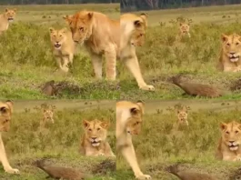 Animal Viral Video