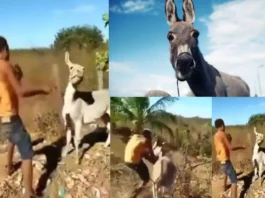 Animal Viral Video