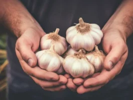Benefits Of Garlic