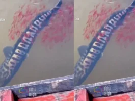 Viral Video
