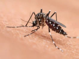 Zika Virus