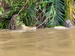 animal viral video