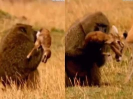 Animal Viral Video