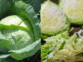 Cabbage