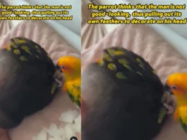 animalviral video