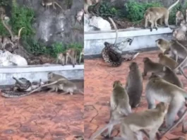 Animal Viral Video