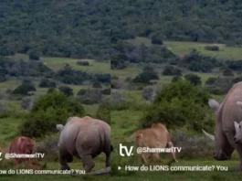 Animal Viral Video