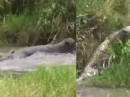 Animal Viral Video