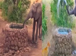 Animal Viral Video
