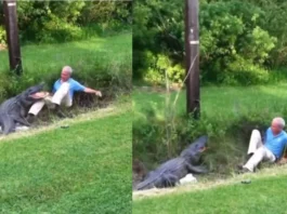 Animal Viral Video