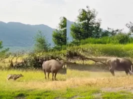 Animal Viral Video