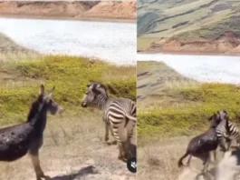 Animal Viral Video