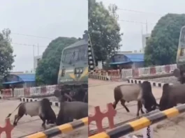 Animal Viral Video