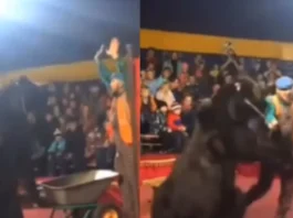 Animal Viral Video