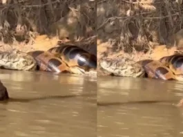 Animal Viral Video