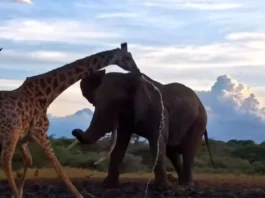 Animal Viral Video