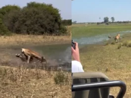 Animal Viral Video