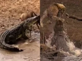 Animal Viral Video