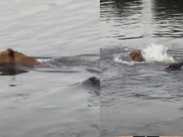 Animal Viral Video