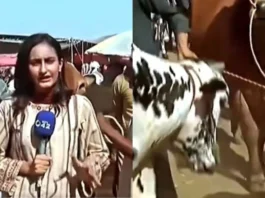 Animal Viral Video