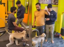 Animal Viral Video