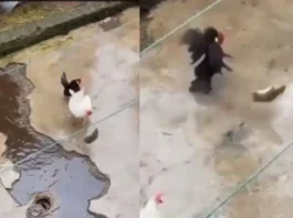 Animal Viral Video