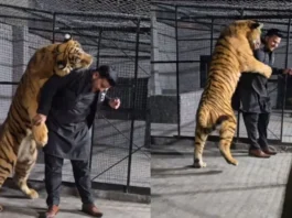 Animal Viral Video