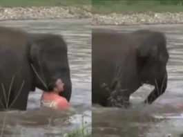 Animal Viral Video