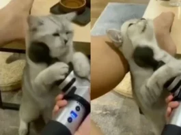 Animal Viral Video