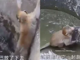 Animal Viral Video
