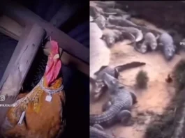 Animal Viral Video