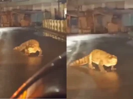Animal Viral Video
