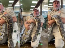 Animal Viral Video