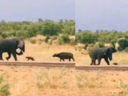 Animal Viral Video